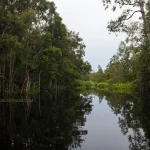 Fakta Menarik Tentang Taman Nasional Tanjung Puting yang Harus Kamu Ketahui