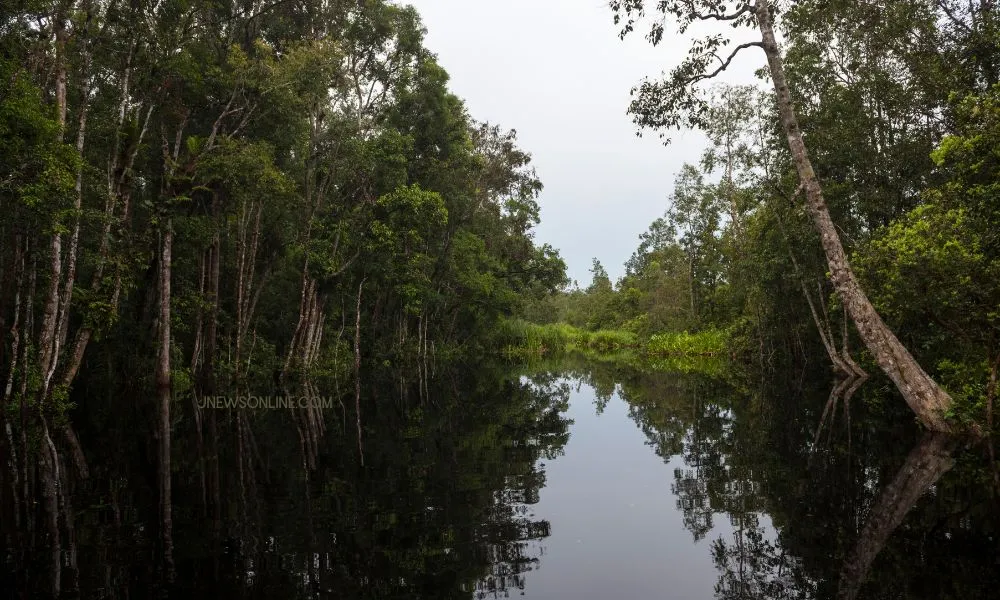 Fakta Menarik Tentang Taman Nasional Tanjung Puting yang Harus Kamu Ketahui