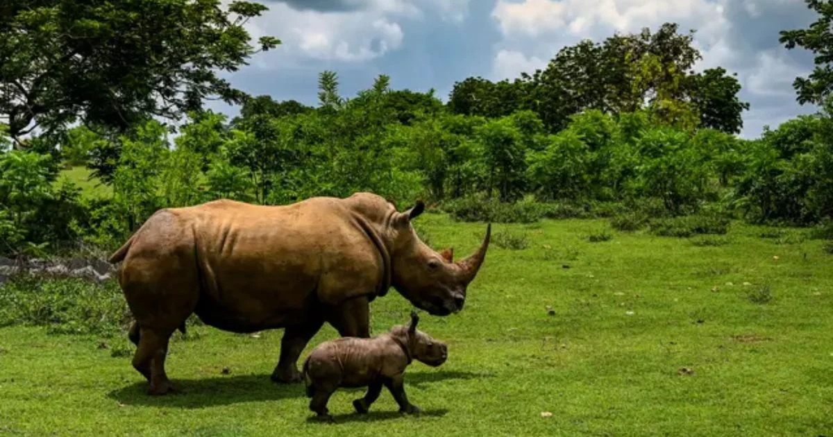 Eksplorasi Keindahan Taman Nasional Ujung Kulon