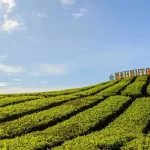 Agrowisata Dapat Membantu Meningkatkan Tumbuh Kembang Anak Anda