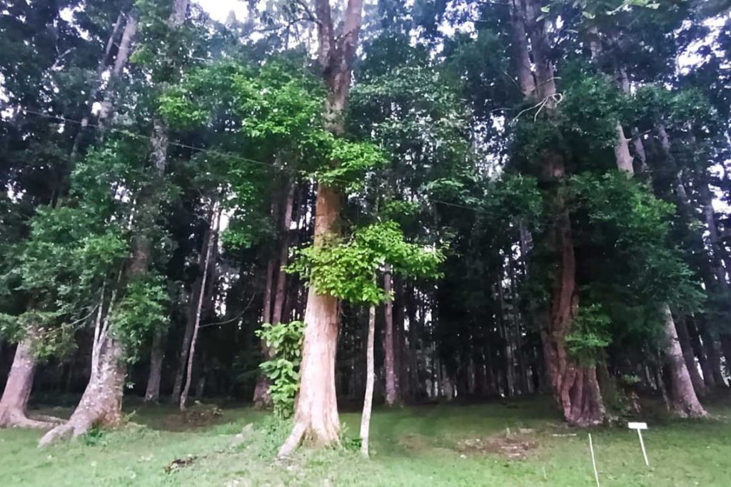Pesona Taman Nasional Indonesia dengan Flora & Fauna Langka