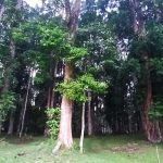 Pesona Taman Nasional Indonesia dengan Flora & Fauna Langka