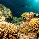 Snorkeling & Diving di Indonesia 10 Taman Laut Favorit Banyak Orang