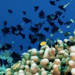 10 Daftar Taman Laut dengan Surga Bawah Laut Paling Memukau di Indonesia