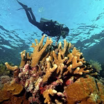 Raja Ampat hingga Wakatobi Jelajahi Taman Laut Paling Indah di Indonesia