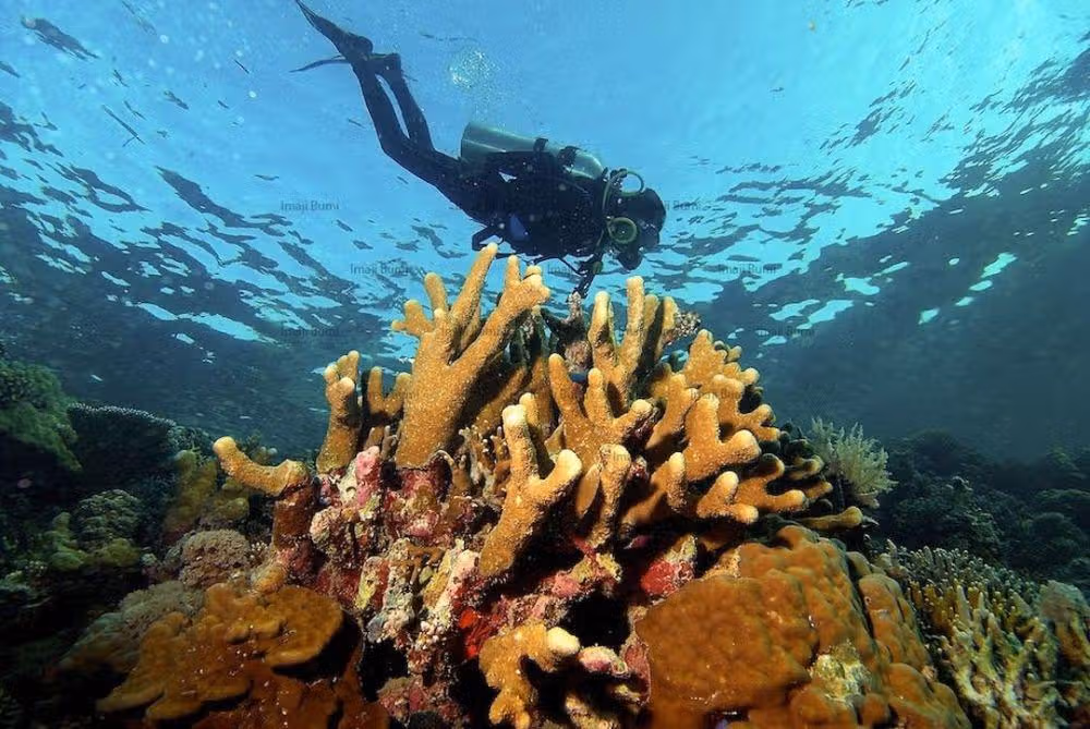 Raja Ampat hingga Wakatobi Jelajahi Taman Laut Paling Indah di Indonesia