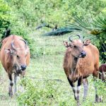 Daya Tarik Taman Nasional Ujung Kulon, Spot Keindahan Alam Terbaik di Banten