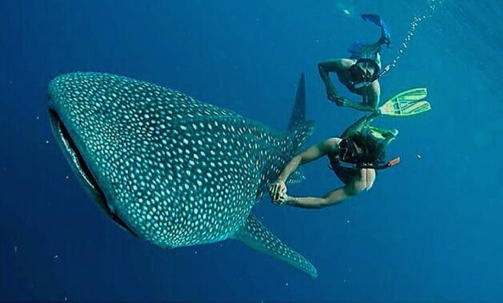 5 Taman Laut Terindah di Indonesia yang Wajib Dikunjungi Bagi Anda Pencinta Diving!