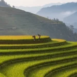 Berwisata Agro ke Tegallalang Bali