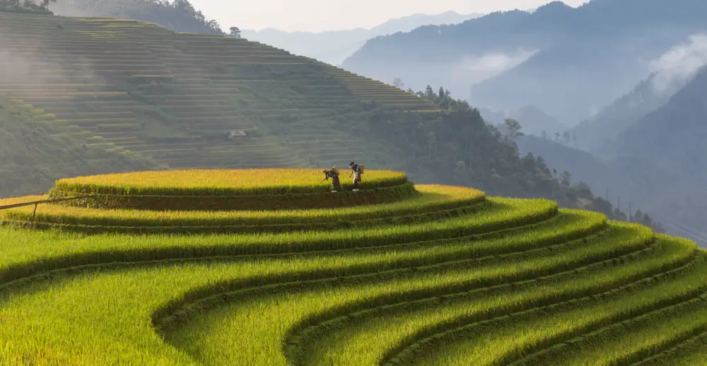 Berwisata Agro ke Tegallalang Bali