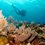 5 Taman Laut di Indonesia dengan Kekayaan Flora dan Fauna