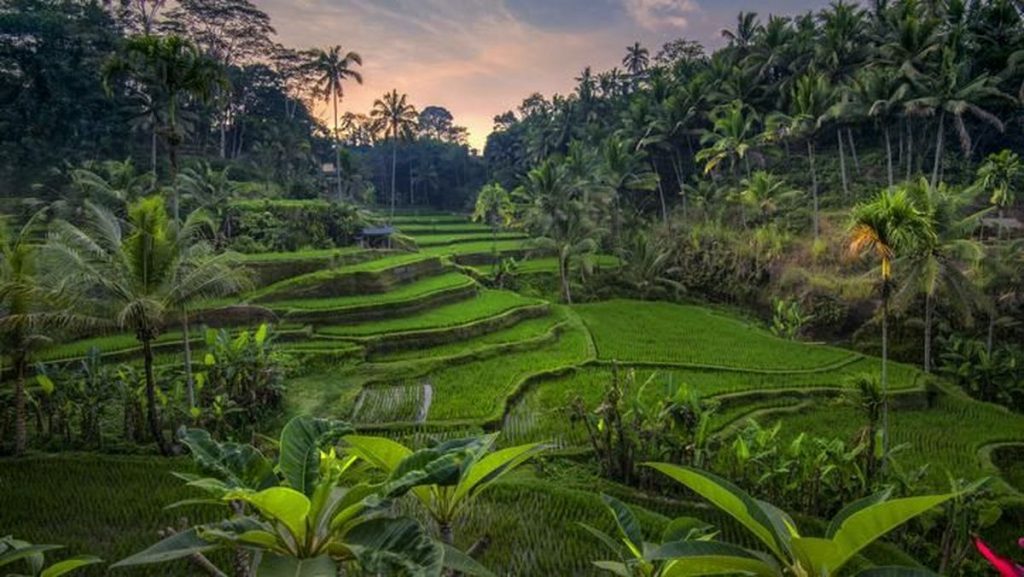 Agrowisata Sawah Terasering Tegallalang di Bali Terbaik