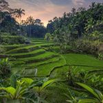 Agrowisata Sawah Terasering Tegallalang di Bali Terbaik