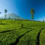 Pengertian, Fungsi Dan Berbagai Destinasi Agrowisata,