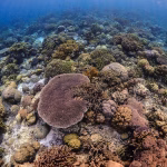 5 Taman Laut Eksotis di Indonesia yang Wajib Anda ketahui