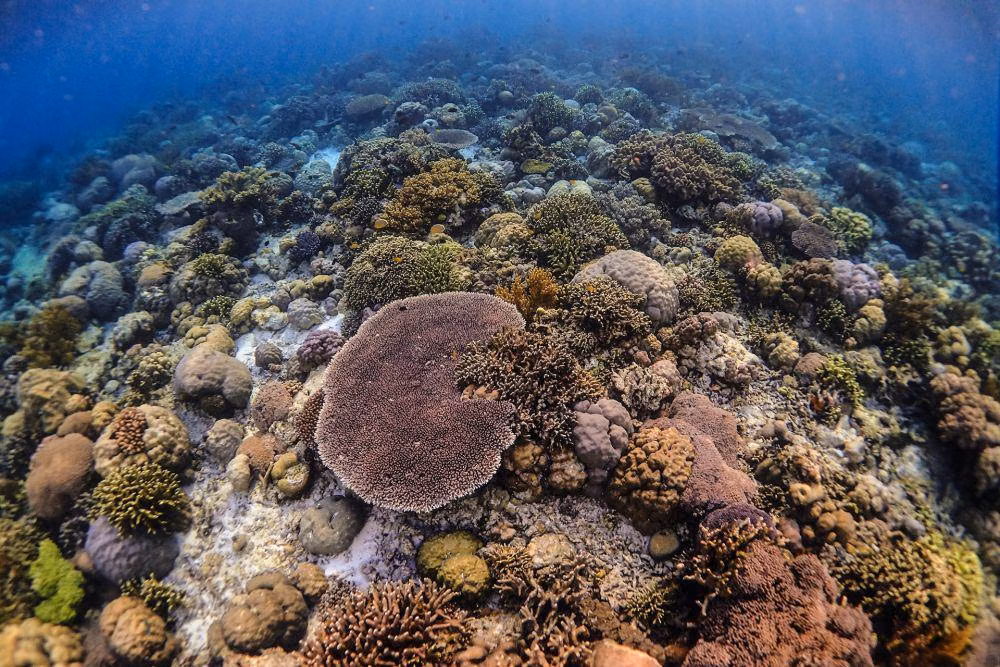 5 Taman Laut Eksotis di Indonesia yang Wajib Anda ketahui