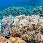 Surga Bawah Laut Indah, Ditemukan di Taman Nasional Bunaken