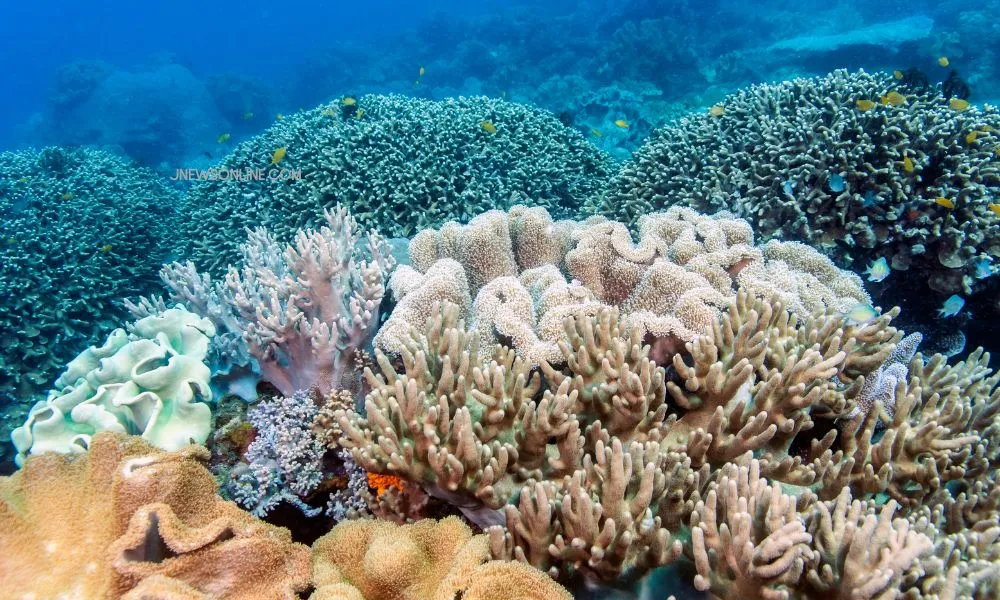 Surga Bawah Laut Indah, Ditemukan di Taman Nasional Bunaken