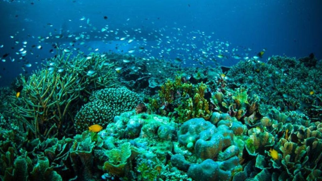 Wisata Taman Laut Bunaken, Surga Bawah Laut di Sulawesi Utara
