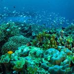 Wisata Taman Laut Bunaken, Surga Bawah Laut di Sulawesi Utara