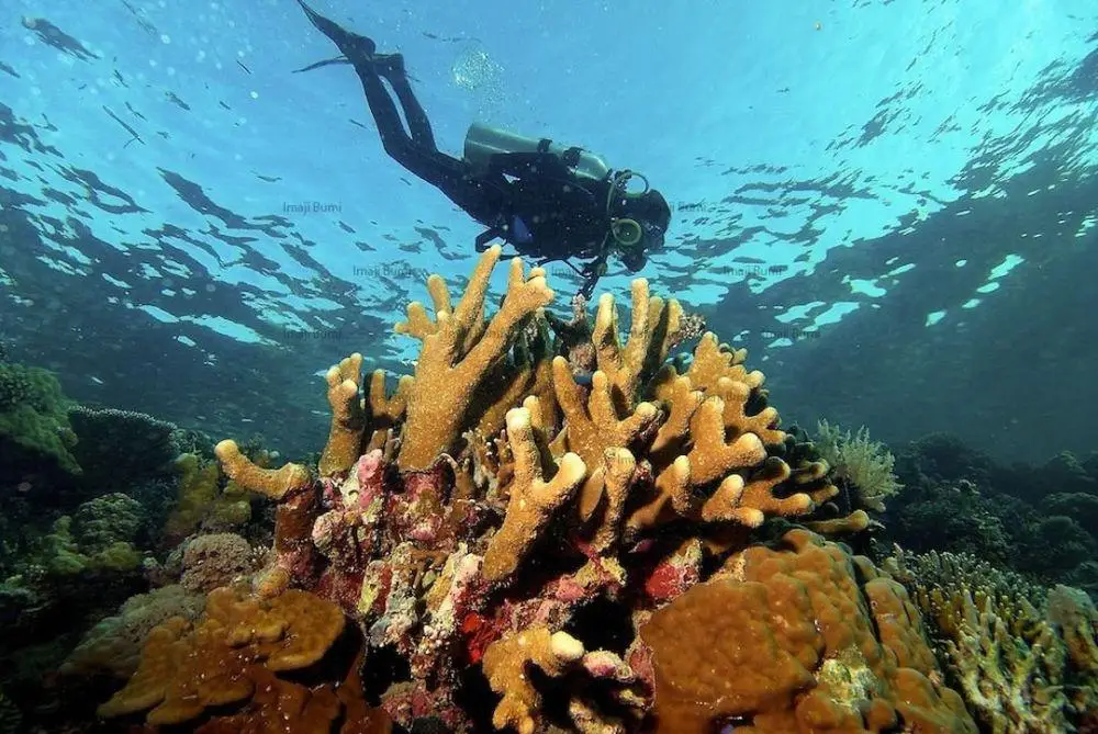 Daftar 5 Taman Laut Terbaik di Indonesia