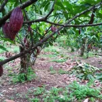 Keindahan Tanaman Agrowisata Kakao – Gianyar, Bali, Wajib Anda Kunjungi!