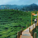 Rekomendasi Destinasi Wisata Teh di Indonesia
