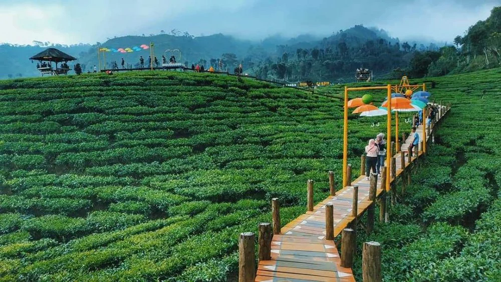 Rekomendasi Destinasi Wisata Teh di Indonesia