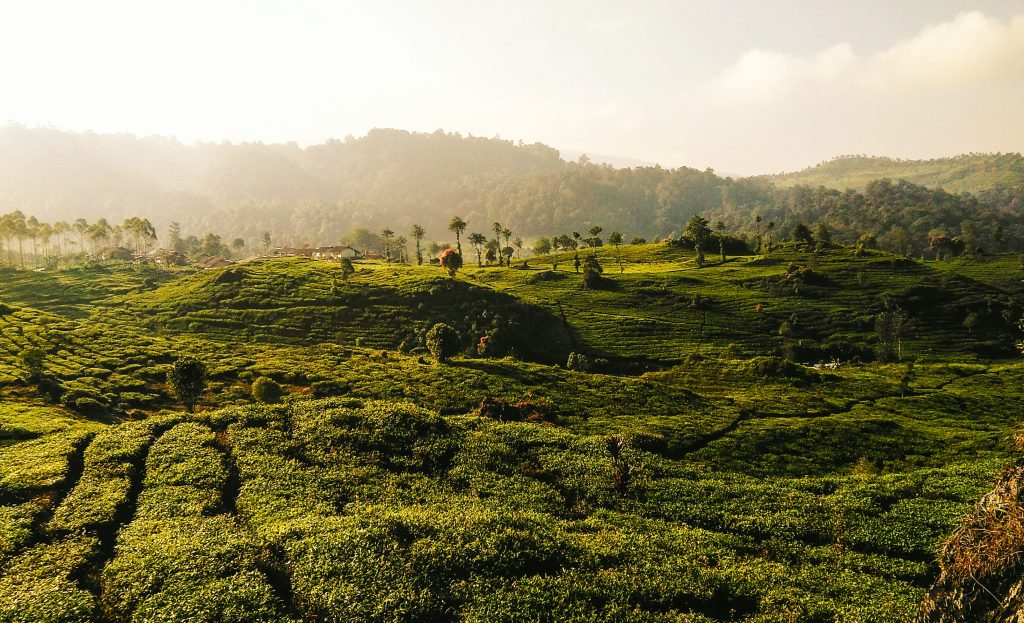Wisata Perkebunan Teh yang Indah untuk Dikunjungi