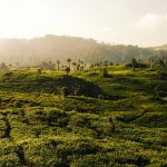 Wisata Perkebunan Teh yang Indah untuk Dikunjungi