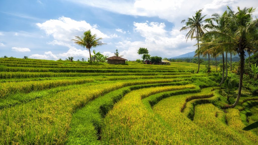 Destinasi Agrowisata Sawah Terasering Jatiluwih di Bali