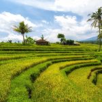 Destinasi Agrowisata Sawah Terasering Jatiluwih di Bali
