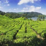 Pesona Agrowisata Teh Tambi Wonosobo Destinasi Wisata Hijau Terbaik di Jawa Tengah