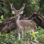 Mengenal Lebih Dekat dengan Taman Nasional Ujung Kulon, Sangat Menarik!