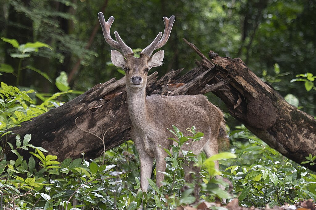 Mengenal Lebih Dekat dengan Taman Nasional Ujung Kulon, Sangat Menarik!