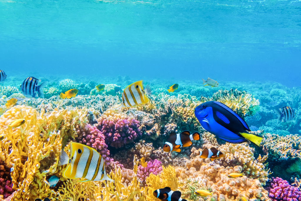 Keindahan Taman Laut Teluk Kupang NTT yang Menawarkan Pengalaman Wisata Bahari Tak Terlupakan