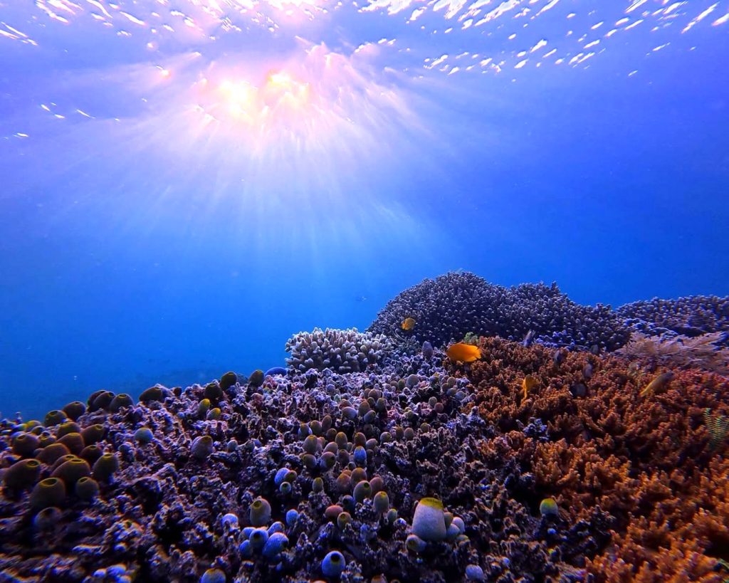 Taman Laut Derawan Kalimantan Timur Habitat Penyu Hijau dan Biota Laut Langka