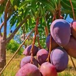 Menikmati Keindahan Agrowisata Mangga Situbondo, Wisata Buah Unggulan Jawa Timur