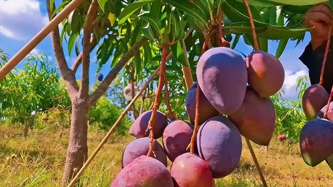 Menikmati Keindahan Agrowisata Mangga Situbondo, Wisata Buah Unggulan Jawa Timur