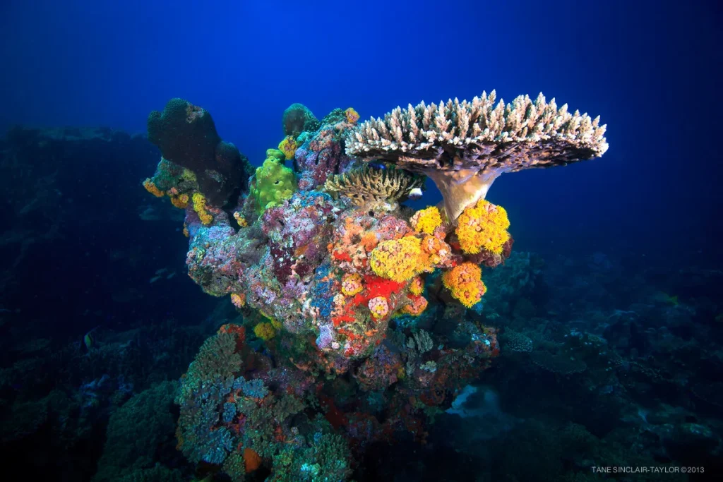 Taman Laut Socotra Archipelago Warisan Alam Laut Yaman yang Dilindungi UNESCO
