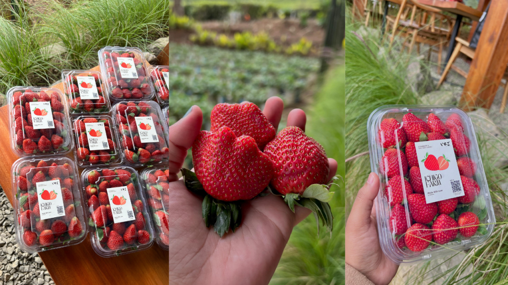 Spot Terbaik untuk Berfoto di Strawberry Farm Ciwidey, Bandung