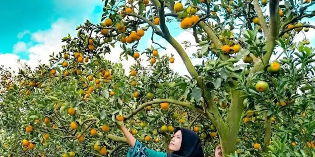 Eksplorasi Agrowisata Jepang Petik Jeruk Manis dan Nikmati Langsung di Tempat