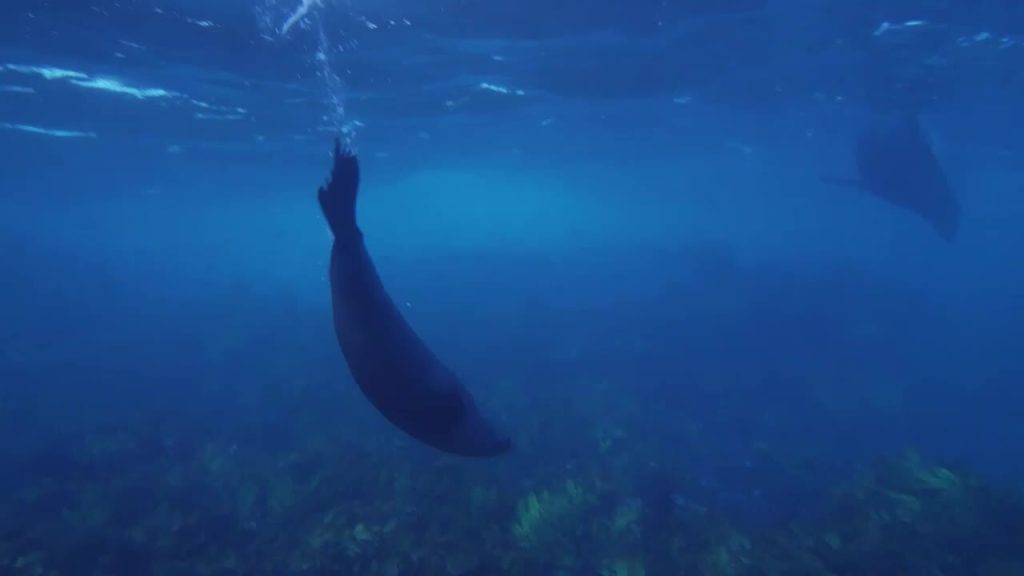 Panduan Lengkap Menjelajahi Taman Laut Ningaloo: Spot Terbaik Melihat Dugong di Alam Liar