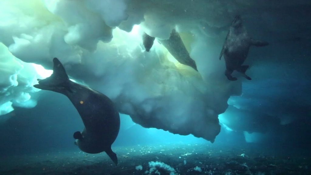 Misteri dan Keindahan Bawah Laut McMurdo Sound yang Belum Banyak Diketahui