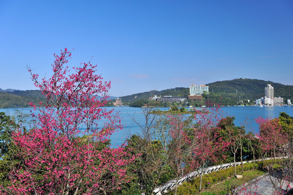 Danau Sun Moon Taiwan Hadirkan Suasana Musim Semi Menawan dengan Mekarnya Sakura Merah Muda