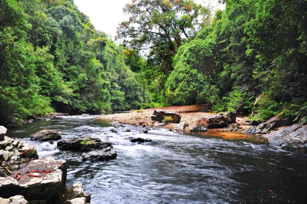 Keunikan Taman Negara Malaysia dengan Hutan Hujan Tropis Berusia Jutaan Tahun yang Masih Alami
