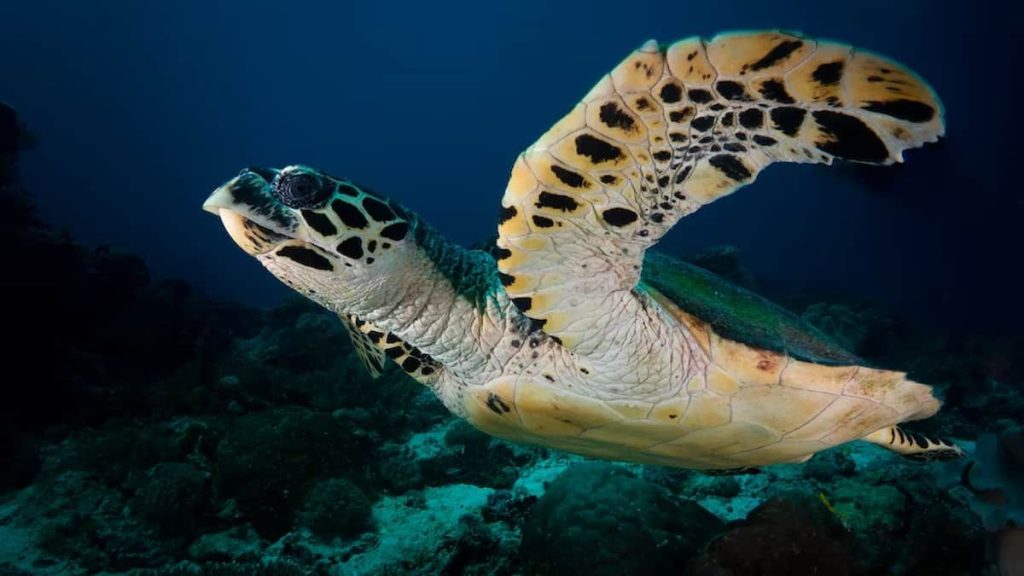 Fakta Menarik Taman Laut Terindah Dunia yang Ada di Indonesia dan Keajaiban Alam Bawah Lautnya