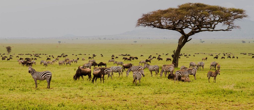 Perbandingan Kruger National Park vs Serengeti untuk Wisata Safari Afrika