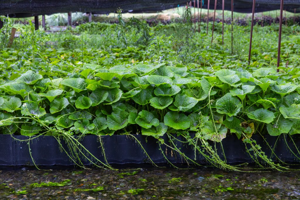 Agrowisata Daio Wasabi Farm Nagano: Menyaksikan Langsung Budidaya Wasabi Asli Jepang