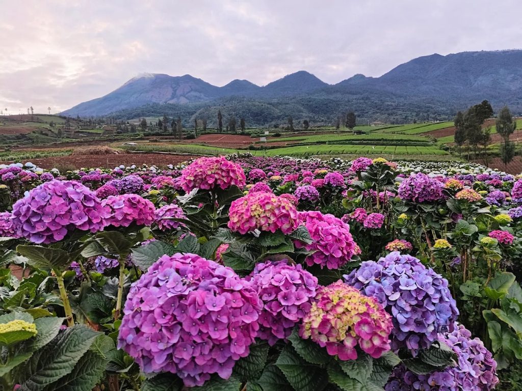 5 Rekomendasi Agrowisata Terbaik di Dunia dengan Biaya Tiket Masuk Terjangkau